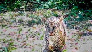 Karai y Porã: dos nuevos cachorros para soñar con el regreso del jaguar al Iberá | Argentina 