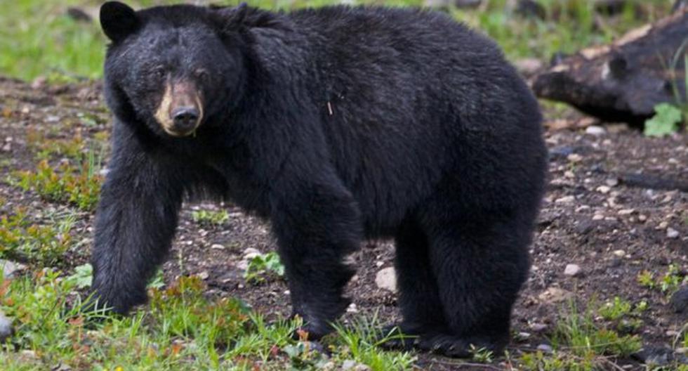 Las llamadas alertando la presencia de osos negros han aumentado considerablemente. (Foto: info7.mx)