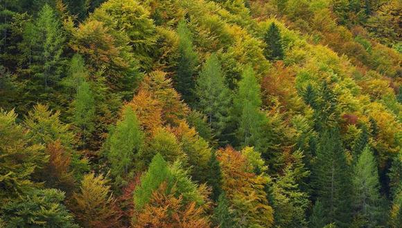 Bosque mixto de coníferas, Val Saisera, Alpes Julianos italianos, Italia. (DARIO DI GALLO, REGIONAL FOREST SERVICE OF FRIULI)