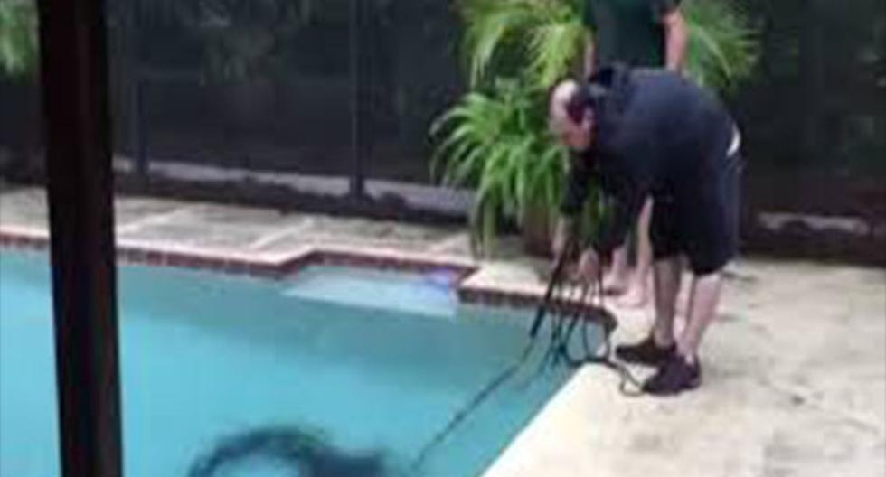 La dueña encontró al gigantesco reptil cuando se disponía a limpiar la piscina. (foto: captura)