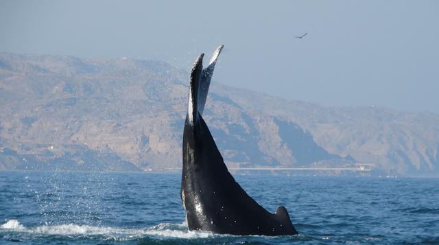 ¿Dónde y cuándo ver ballenas jorobadas en el Perú? - 1