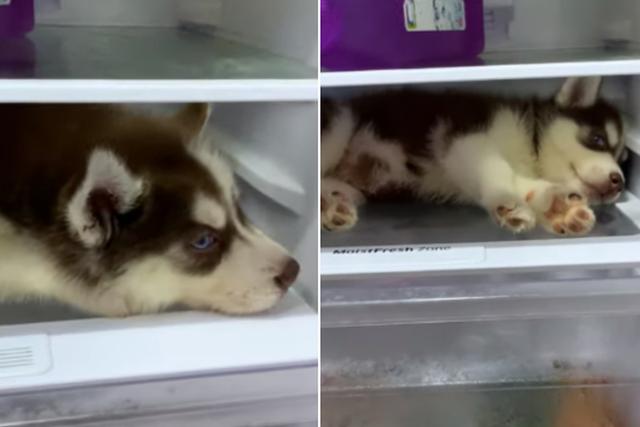El perro encontró un lugar inesperado por su familia para descansar. (YouTube: ViralHog)
