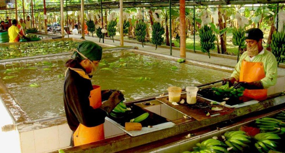 Hay que considerar que la producción anual de bananos orgánicos asciende a 280,000 toneladas, de las cuales el 82% se destina al mercado extranjero. (Foto: Andina)