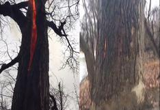 YouTube: "árbol diabólico" se quema en su interior sin emitir humo