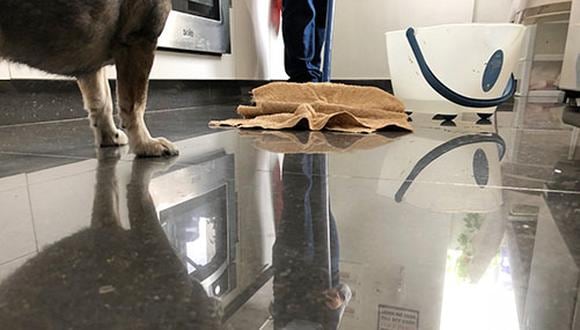 A muchos no se nos ocurre asociar que una alergia en nuestros perros podría activarse con el desinfectante que usamos para limpiar el piso.
