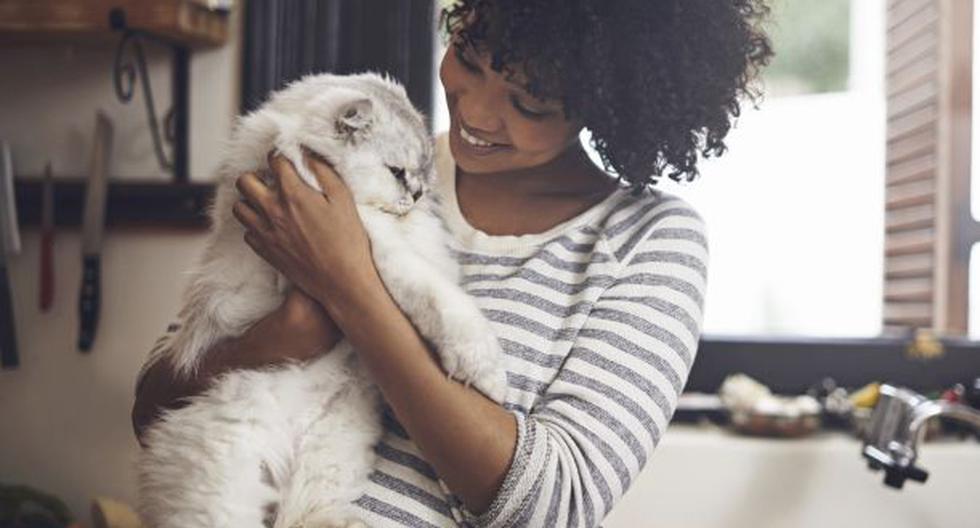 Para mejorar el ambiente en casa es importante que aceptes a tu gato tal y como es y que también sepas cómo mantener el hogar limpio. (Foto: iStock)
