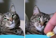 Gato amante del pop corn demuestra su fascinación por este bocadillo de una forma muy inusual