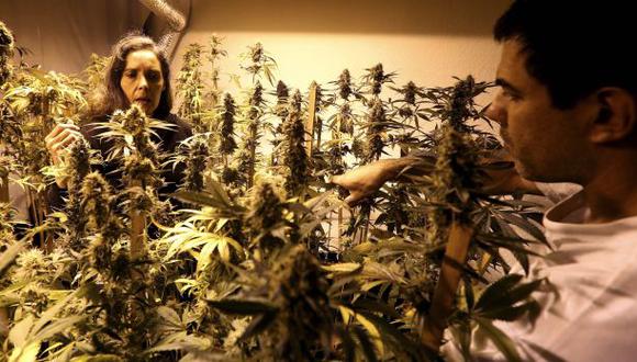 Uruguay: se podrá comprar 10 gramos semanales de marihuana