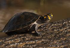 Recolectar, sembrar y liberar: mujeres huitoto evitan que tortugas taricaya desaparezcan del río Putumayo