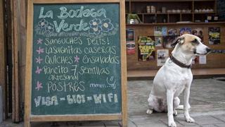 5 establecimientos pet friendly para disfrutar con tu mascota