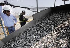 Pesca de anchoveta: 6 medidas adoptadas para proteger el recurso