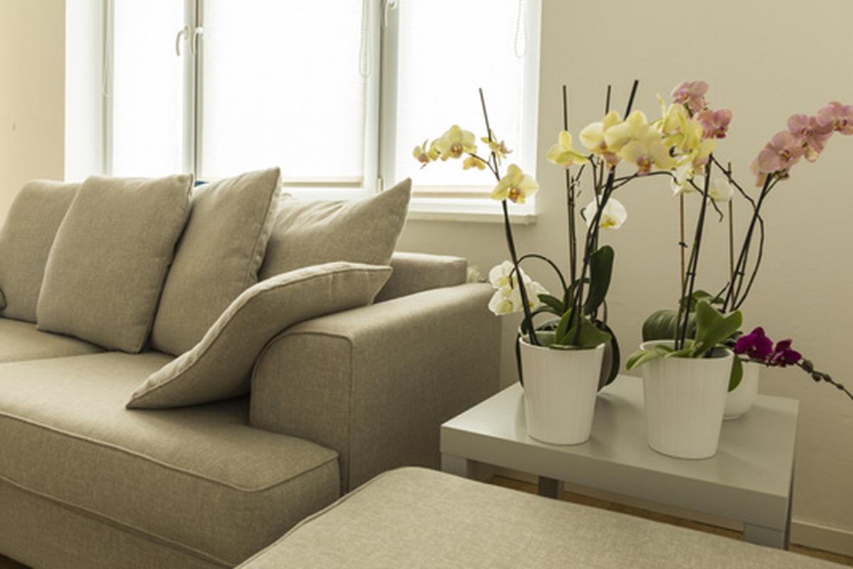 Claves para que las orquídeas te duren mucho más tiempo en casa |  CASA-Y-MAS | EL COMERCIO PERÚ