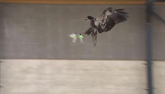 Londres: policía considera usar águilas para interceptar drones |  TECNOLOGIA | EL COMERCIO PERÚ