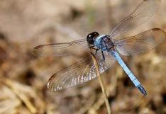 Identifican en Brasil nueva especie de libélula con cuerpo azul 
