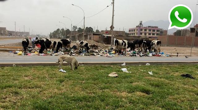 WhatsApp: vacas se alimentan en basural en Carabayllo [FOTOS] - 1