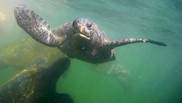 El estuario es hábitat de la tortuga marina verde o Chelonia mydas. Las tortugas adultas pueden pesar 230 kilos. (Foto: Flor Ruíz)