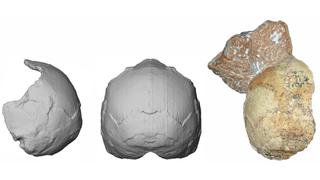 El fósil humano de 210.000 años que nos obligaría a replantear parte de nuestra historia