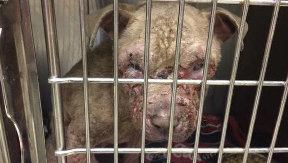 Facebook: mensaje permitió rescatar a perro mal herido en EEUU
