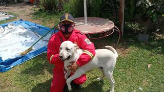 Bomberos anuncian que hallaron a Zeus, la mascota de la compañía de La Victoria