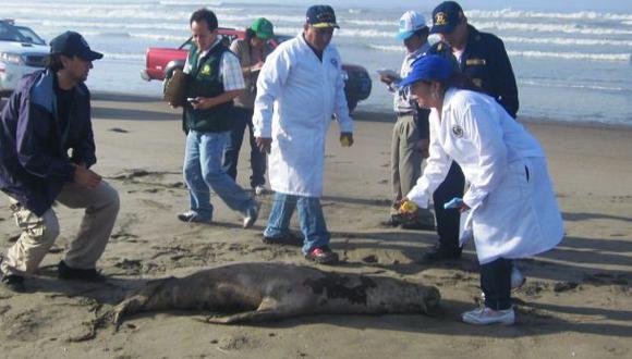 Unos 45 lobos marinos vararon en las playas de Lambayeque. Son consecuencias del fen&oacute;meno de El Ni&ntilde;o. (Foto: Wilfredo Sandoval / El Comercio)