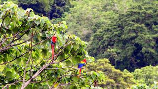 Costa Rica agregó 5 mil nuevas especies a su riqueza natural