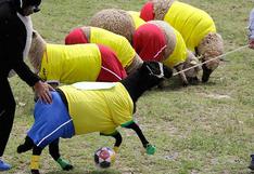 Increíble: colombianos organizaron Mundial de fútbol con ovejas