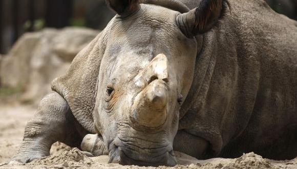 Solo quedan cuatro rinocerontes blancos del norte en el mundo