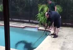 YouTube: encuentran una enorme bestia dentro de una piscina familiar