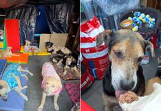 WUF: perritos rescatados del incendio en La Victoria luchan por salvar su vida y encontrar un hogar