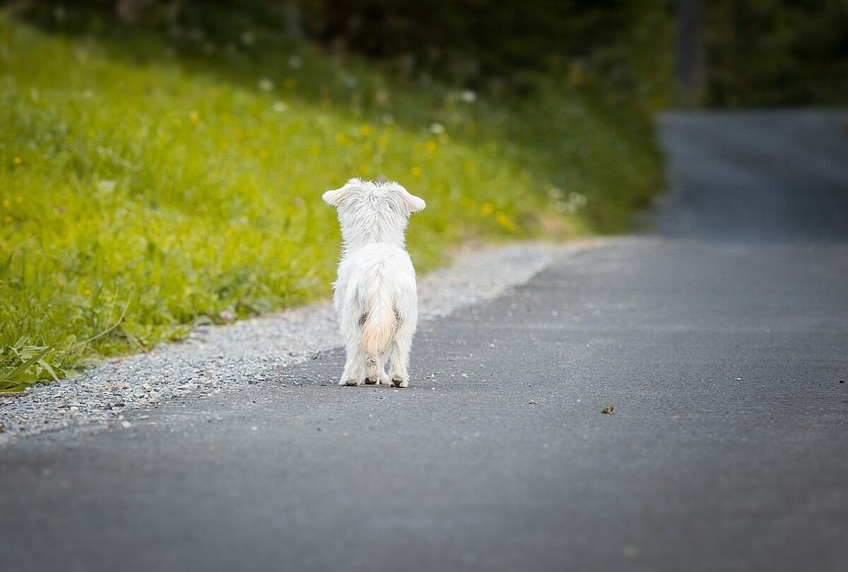 YouTube Viral | Perro abandonado que corrió tras su dueño encontró su 'final feliz' (Foto:  Pezibear/Pixabay)