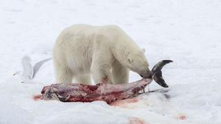 Los osos polares comen delfines a causa del cambio climático