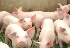 WhatsApp: matan a 19 cerdos saltando sobre ellos y lo difunden