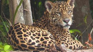 Día internacional del Jaguar: Perú tiene la segunda población más grande de Sudamérica, pero es amenazada por su comercio ilegal