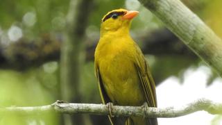 Inti tanager: la nueva especie y género de pájaro descubierto en Perú
