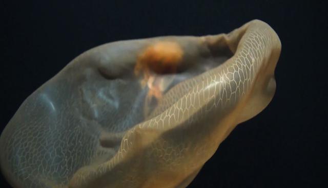 FOTO 1 | la medusa Deepstaria, fue descrita por primera vez en 1967 por el biólogo inglés Frederick Russell. (Foto: Captura de YouTube)