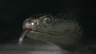 El peligroso trabajo de extraer el veneno de serpiente [VIDEO]