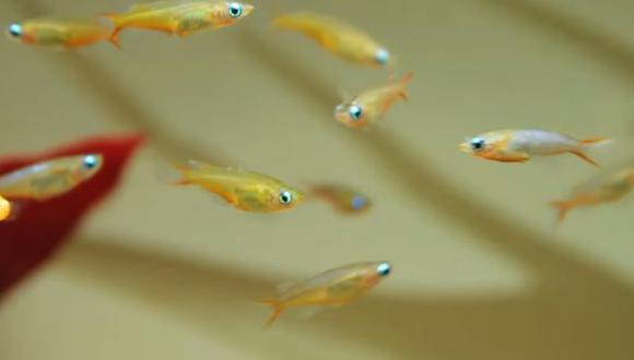 Científicos logran que peces hembra produzcan esperma