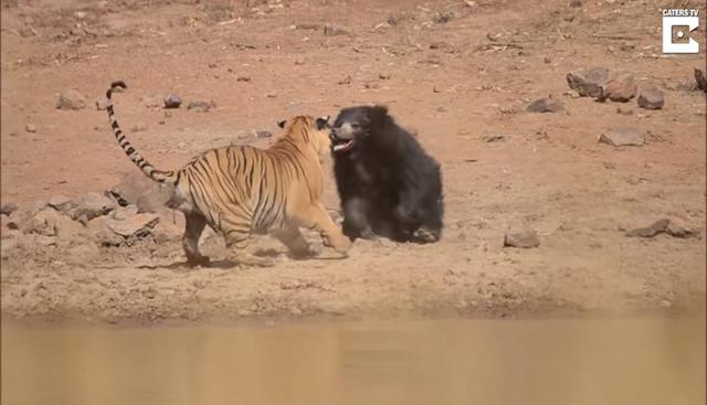La impactante pelea de una osa y un tigre nos muestra cómo es que la primera consigue defender a su pequeña cría. | Facebook