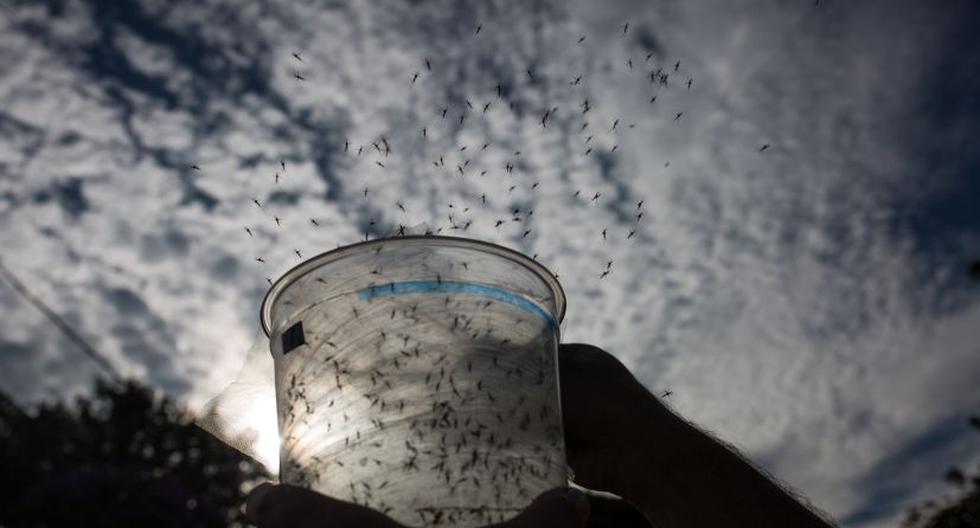 Imagen referencial de mosquitos transmisores del dengue. (Foto: Getty Images)