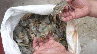 Más de 24 kilos de camarón de río fueron incautados por temporada de veda