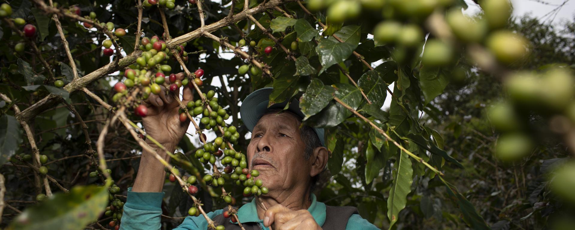 En el corazón del oro verde: ¿cómo se produce uno de los mejores cafés del Perú? 