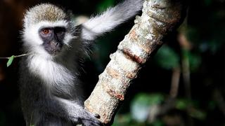 Viruela del mono: qué es, cómo se manifiesta y qué países han reportado casos de la enfermedad