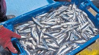 SNP: Gremio estima que sector pesquero podría crecer 65% durante el 2017