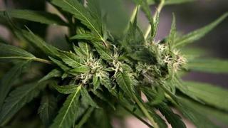 Chile tiene la mayor plantación legal de marihuana de la región