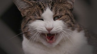 Curioso filtro de Tik Tok causa graciosa reacción en gatos