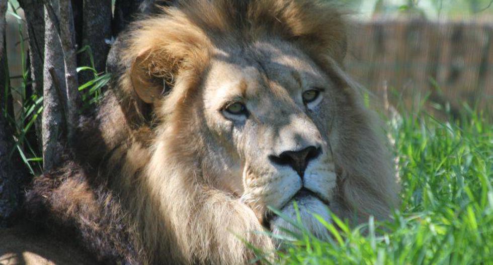El Panthera leo senegalensis está a punto de desaparecer. (Foto: mpfl/Flicrk)