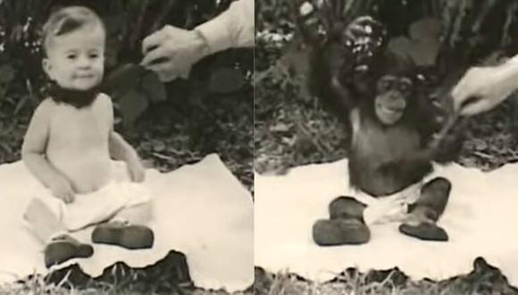 El experimento de Kellogg puso a un niño a convivir con un mono. (FOTO: YouTube: encliticcopula).