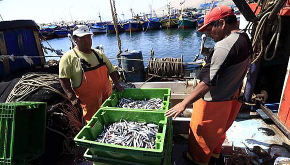 Pescan casi 800 mil toneladas de anchoveta en segunda temporada - 1