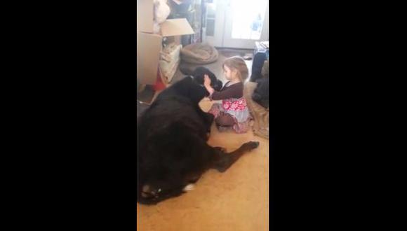 YouTube: niña aprovechó descuido y metió una vaca a su casa