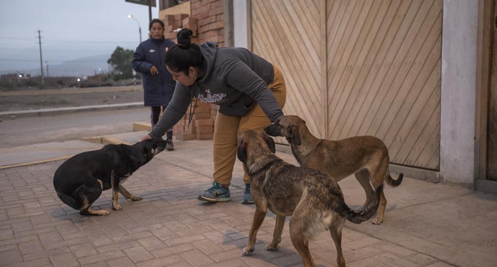 Pese a que casi 50 perros fueron asesinados cruelmente aún las investigaciones policiales parecen no avanzar. Vecinos reclaman por mayor seguridad y atención por parte de sus autoridades. (Foto: Anthony Niño de Guzmán)